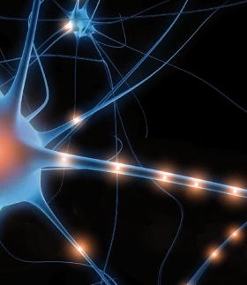 Teaching Unit. A Trip to the Universe of Neurons