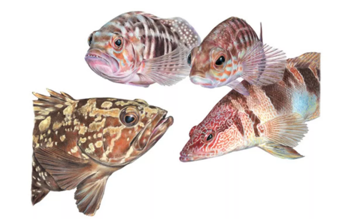 La quinta edición de Illustraciencia ya tiene ganador