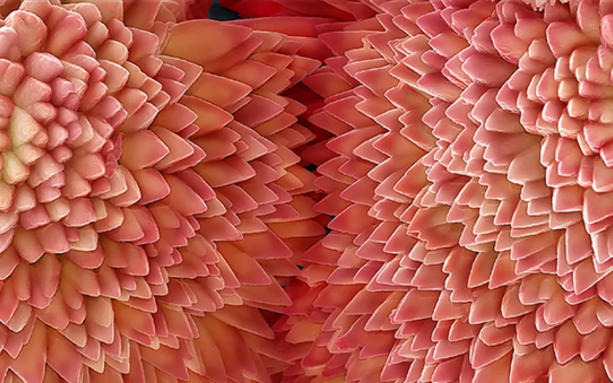  FOTCIENCIA anuncia las mejores fotografías científicas de 2021