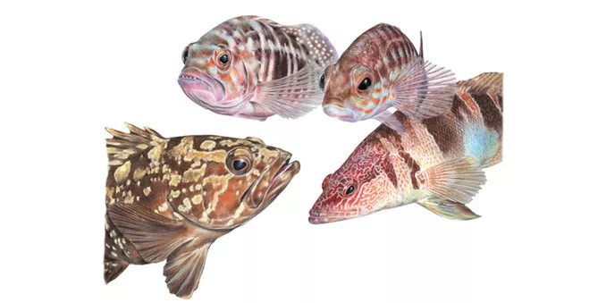 La quinta edición de Illustraciencia ya tiene ganador